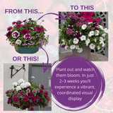 7 Colour Coordinated Plants - Berry Swirl Theme Speedplanter, Garden Ready - Frankton's