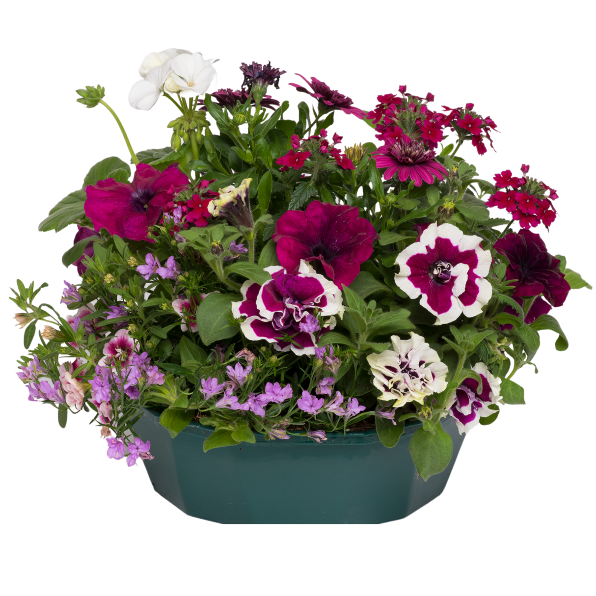 7 Colour Coordinated Plants - Berry Swirl Theme Speedplanter, Garden Ready - Frankton's