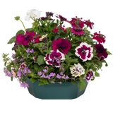 7 Colour Coordinated Plants - Berry Swirl Theme Speedplanter, Garden Ready - Frankton's