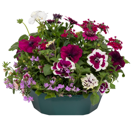7 Colour Coordinated Plants - Berry Swirl Theme Speedplanter, Garden Ready - Frankton's
