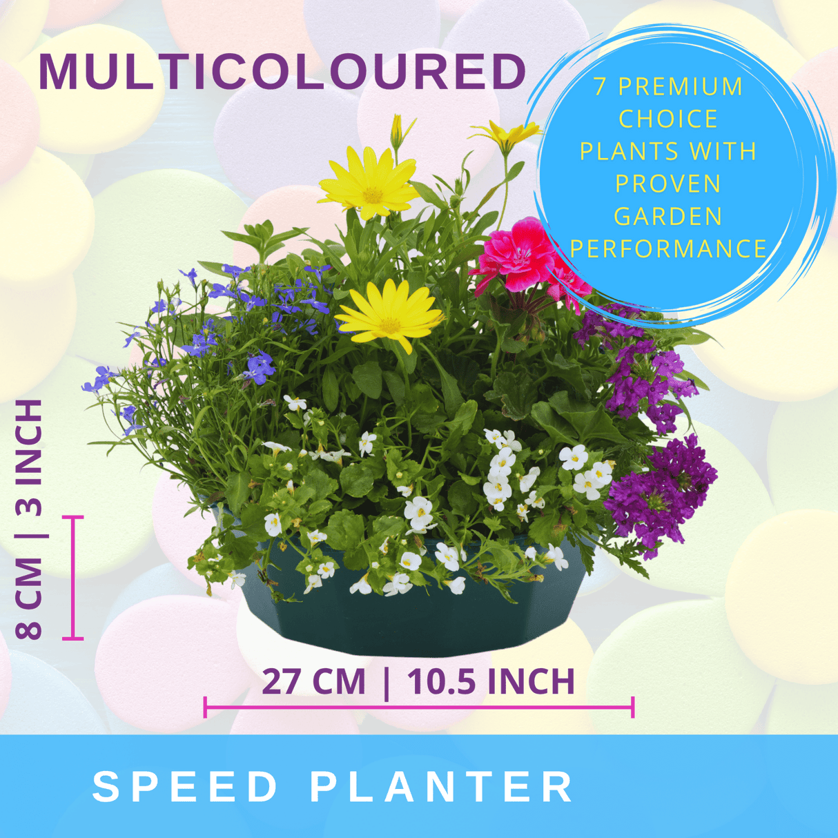 7 Colour Coordinated Plants - Berry Swirl Theme Speedplanter, Garden Ready - Frankton's