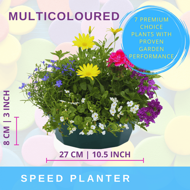 7 Colour Coordinated Plants - Berry Swirl Theme Speedplanter, Garden Ready - Frankton's