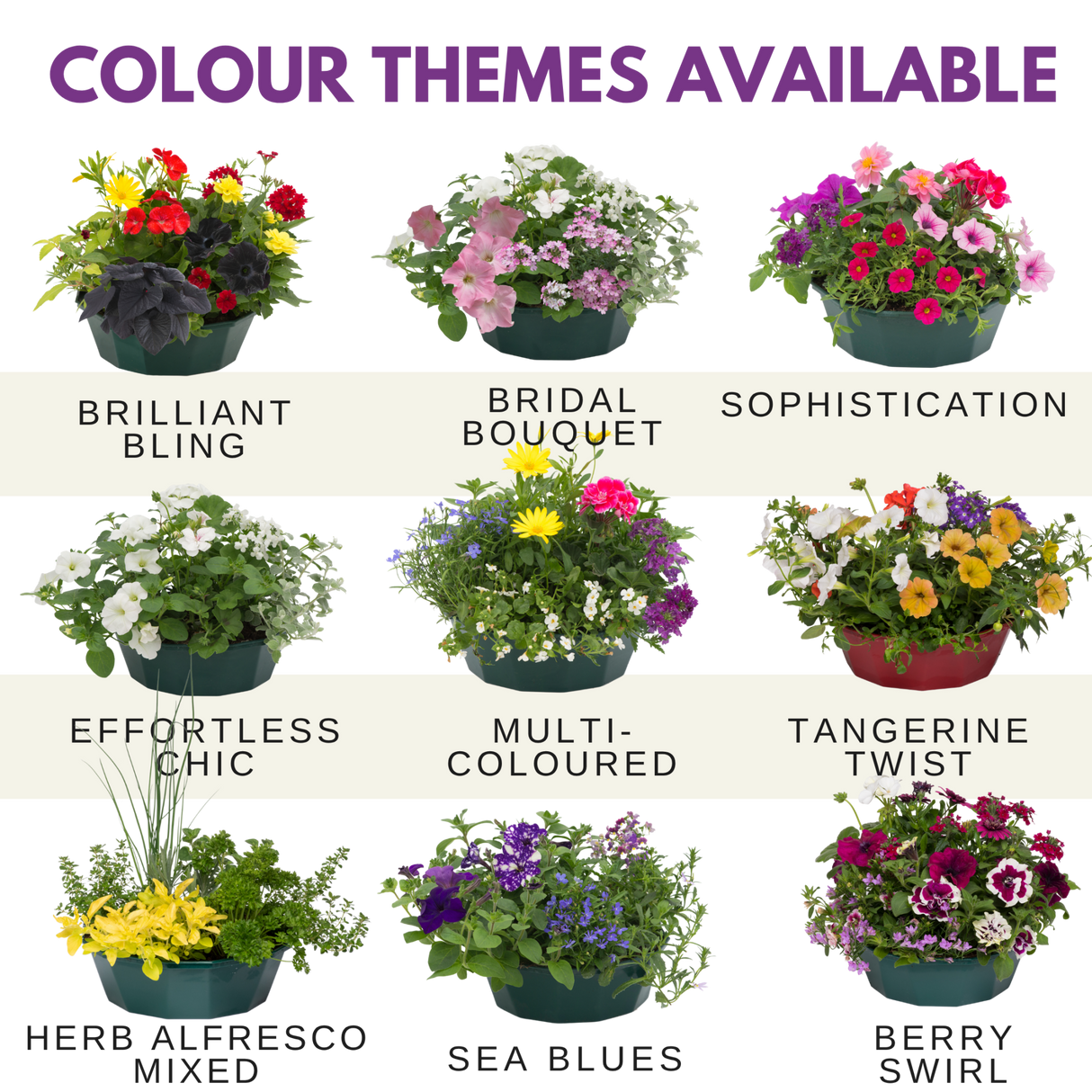 7 Colour Coordinated Plants - Berry Swirl Theme Speedplanter, Garden Ready - Frankton's