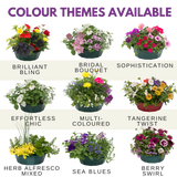 7 Colour Coordinated Plants - Berry Swirl Theme Speedplanter, Garden Ready - Frankton's