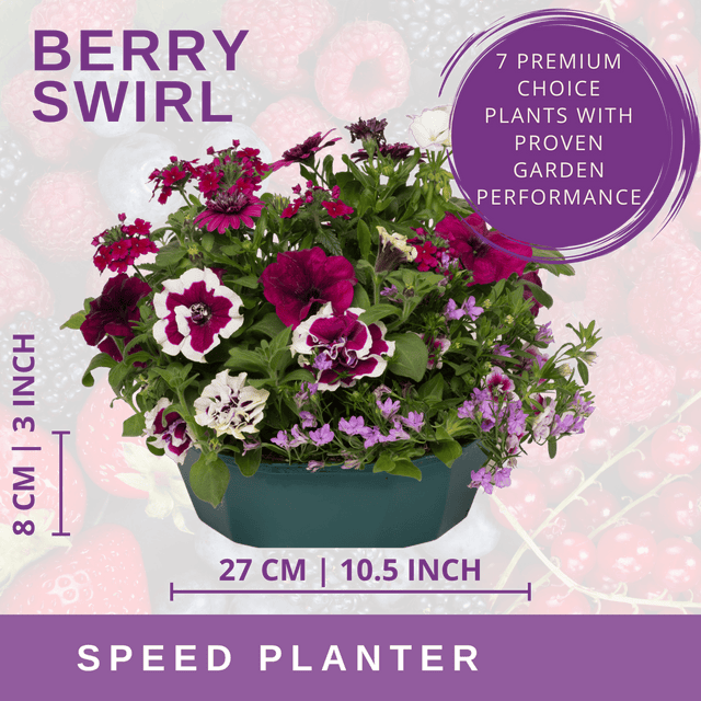 7 Colour Coordinated Plants - Berry Swirl Theme Speedplanter, Garden Ready - Frankton's