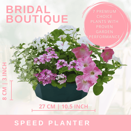 7 Colour Coordinated Plants - Bridal Bouquet Theme Speedplanter, Garden Ready - Frankton's
