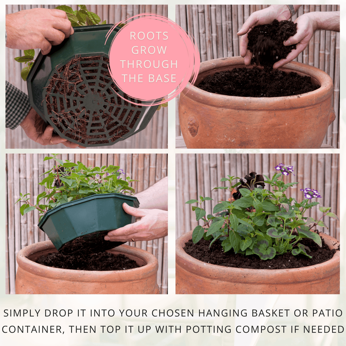 7 Colour Coordinated Plants - Bridal Bouquet Theme Speedplanter, Garden Ready - Frankton's
