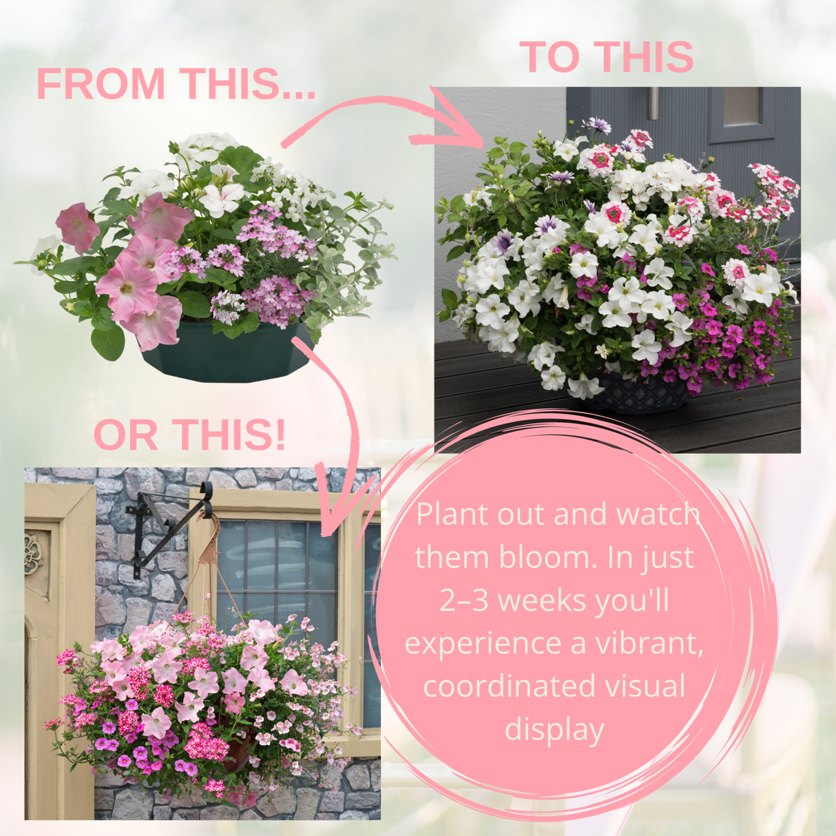 7 Colour Coordinated Plants - Bridal Bouquet Theme Speedplanter, Garden Ready - Frankton's