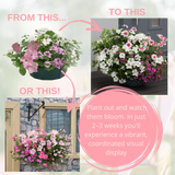 7 Colour Coordinated Plants - Bridal Bouquet Theme Speedplanter, Garden Ready - Frankton's