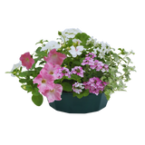 7 Colour Coordinated Plants - Bridal Bouquet Theme Speedplanter, Garden Ready - Frankton's