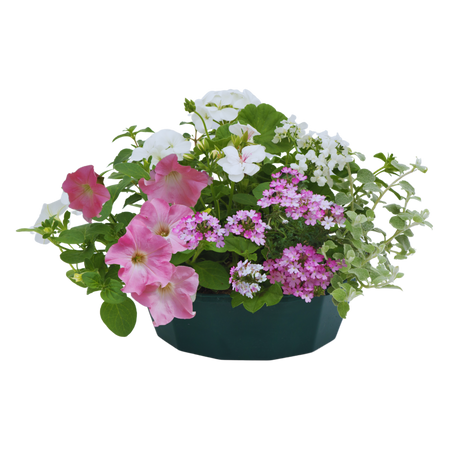 7 Colour Coordinated Plants - Bridal Bouquet Theme Speedplanter, Garden Ready - Frankton's