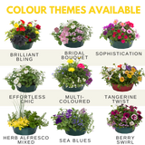 7 Colour Coordinated Plants - Brilliant Bling Theme Speedplanter, Garden Ready - Frankton's