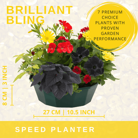 7 Colour Coordinated Plants - Brilliant Bling Theme Speedplanter, Garden Ready - Frankton's