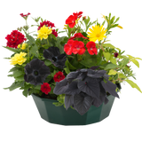 7 Colour Coordinated Plants - Brilliant Bling Theme Speedplanter, Garden Ready - Frankton's