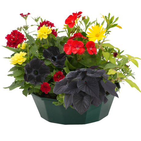 7 Colour Coordinated Plants - Brilliant Bling Theme Speedplanter, Garden Ready - Frankton's