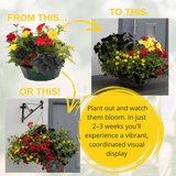 7 Colour Coordinated Plants - Brilliant Bling Theme Speedplanter, Garden Ready - Frankton's
