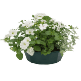 7 Colour Coordinated Plants - Effortless Chic Theme Speedplanter, Garden Ready - Frankton's