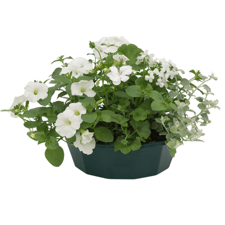 7 Colour Coordinated Plants - Effortless Chic Theme Speedplanter, Garden Ready - Frankton's