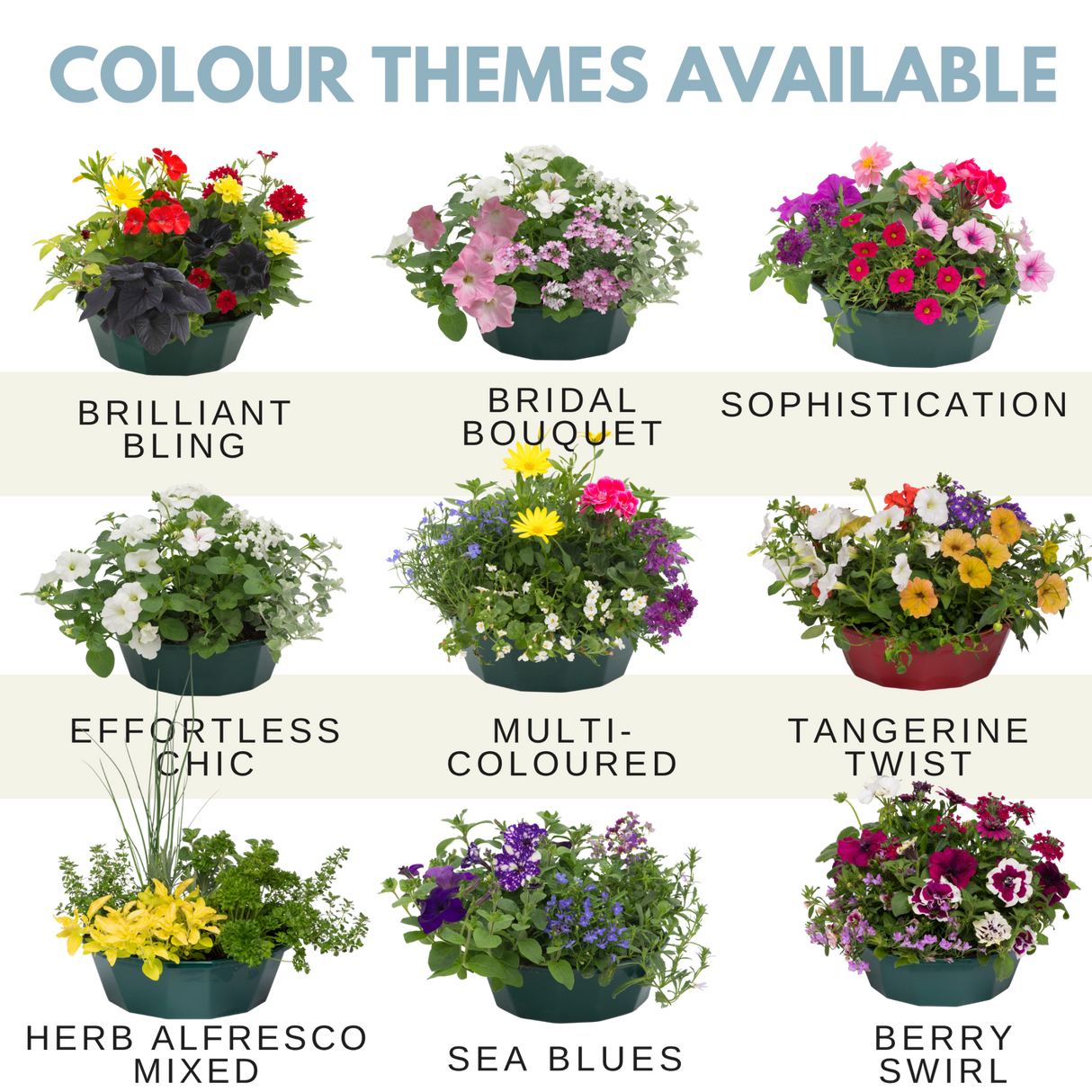 7 Colour Coordinated Plants - Effortless Chic Theme Speedplanter, Garden Ready - Frankton's