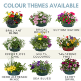 7 Colour Coordinated Plants - Effortless Chic Theme Speedplanter, Garden Ready - Frankton's