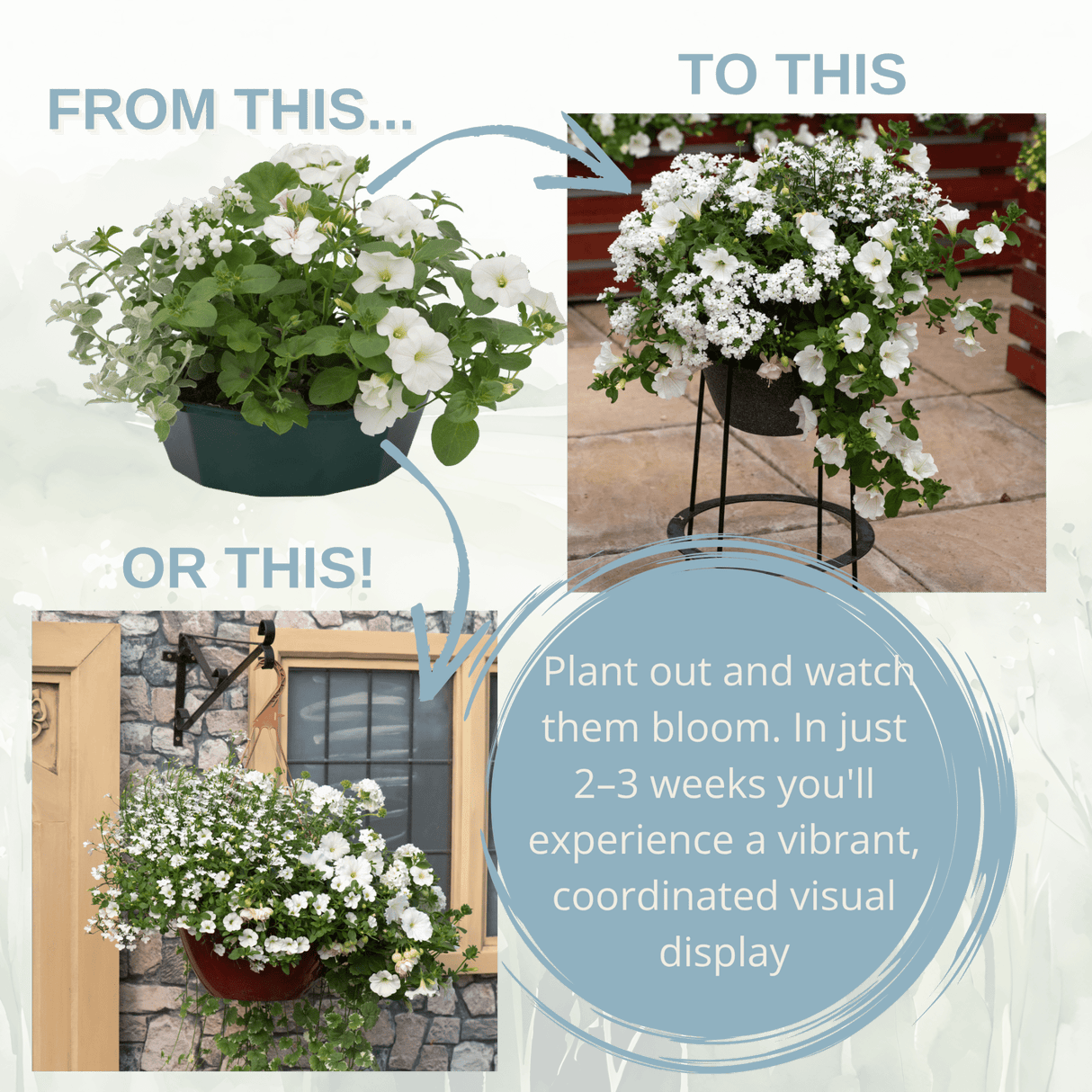 7 Colour Coordinated Plants - Effortless Chic Theme Speedplanter, Garden Ready - Frankton's