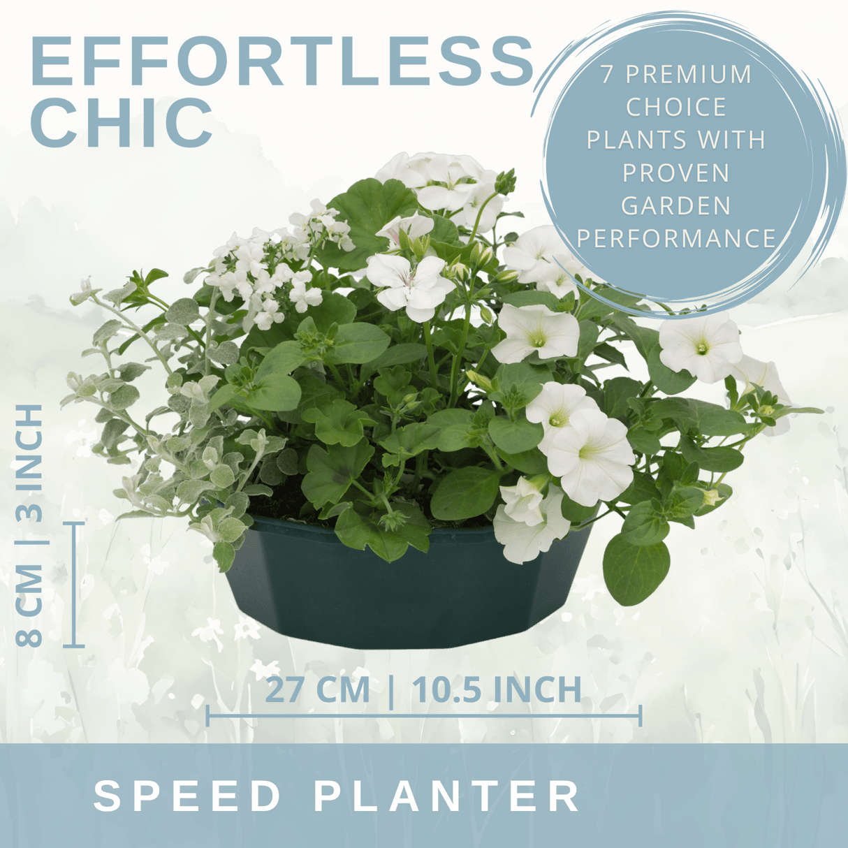 7 Colour Coordinated Plants - Effortless Chic Theme Speedplanter, Garden Ready - Frankton's