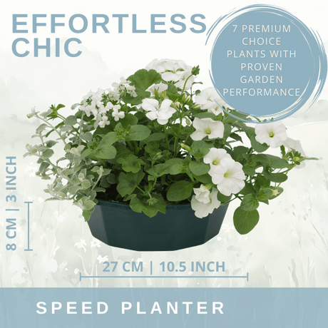 7 Colour Coordinated Plants - Effortless Chic Theme Speedplanter, Garden Ready - Frankton's