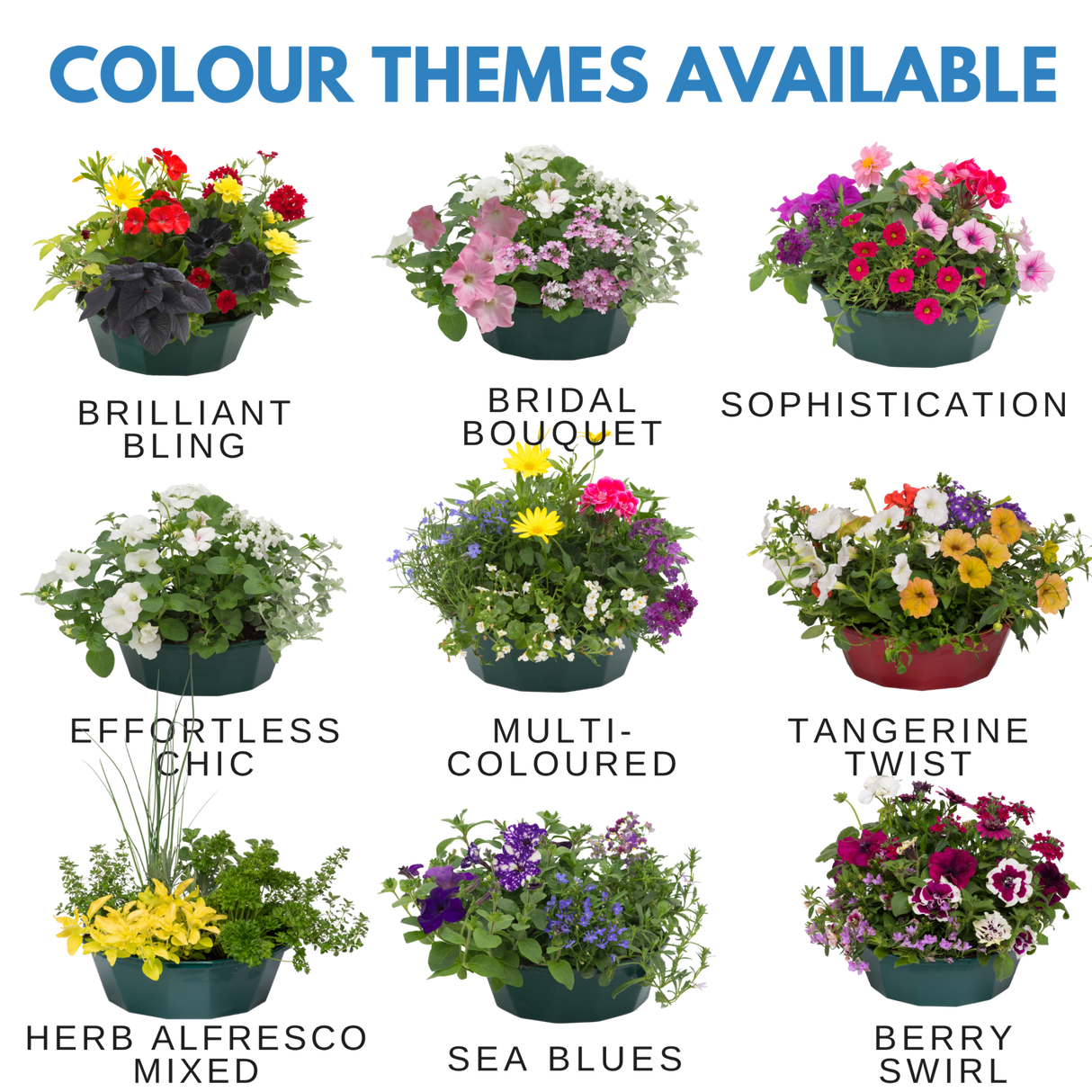 7 Colour Coordinated Plants - Sea Blues Theme Speedplanter, Garden Ready - Frankton's