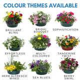 7 Colour Coordinated Plants - Sea Blues Theme Speedplanter, Garden Ready - Frankton's