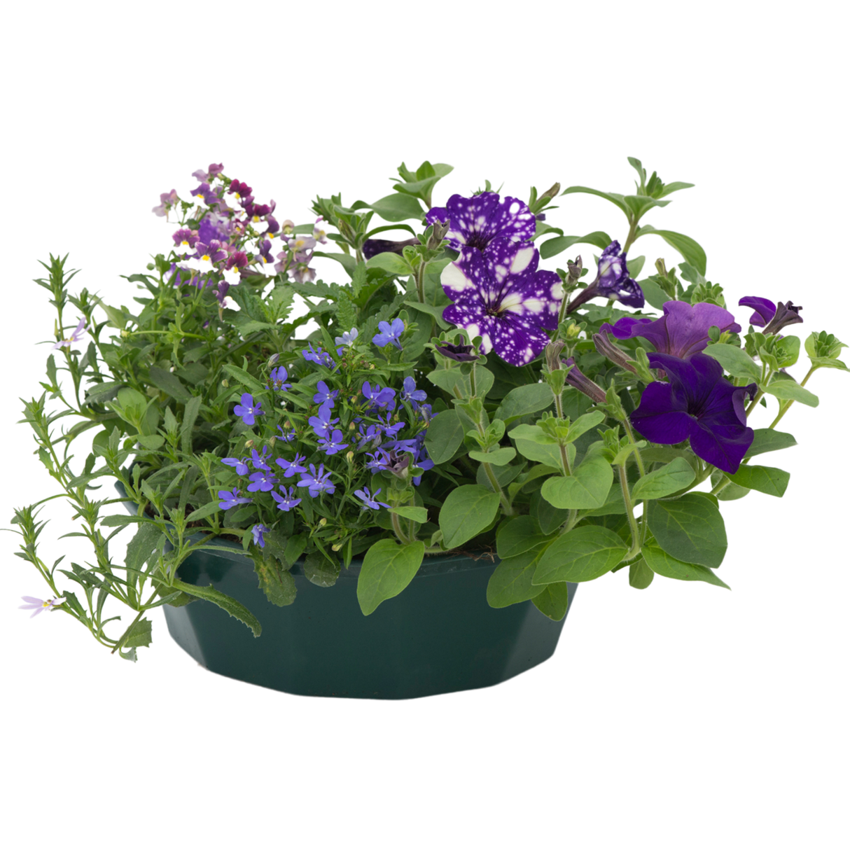 7 Colour Coordinated Plants - Sea Blues Theme Speedplanter, Garden Ready - Frankton's