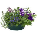 7 Colour Coordinated Plants - Sea Blues Theme Speedplanter, Garden Ready - Frankton's