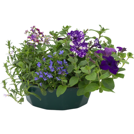 7 Colour Coordinated Plants - Sea Blues Theme Speedplanter, Garden Ready - Frankton's