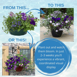 7 Colour Coordinated Plants - Sea Blues Theme Speedplanter, Garden Ready - Frankton's