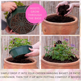 7 Colour Coordinated Plants - Sophistication Theme Speedplanter, Garden Ready - Frankton's