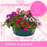 7 Colour Coordinated Plants - Sophistication Theme Speedplanter, Garden Ready - Frankton's