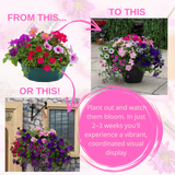 7 Colour Coordinated Plants - Sophistication Theme Speedplanter, Garden Ready - Frankton's
