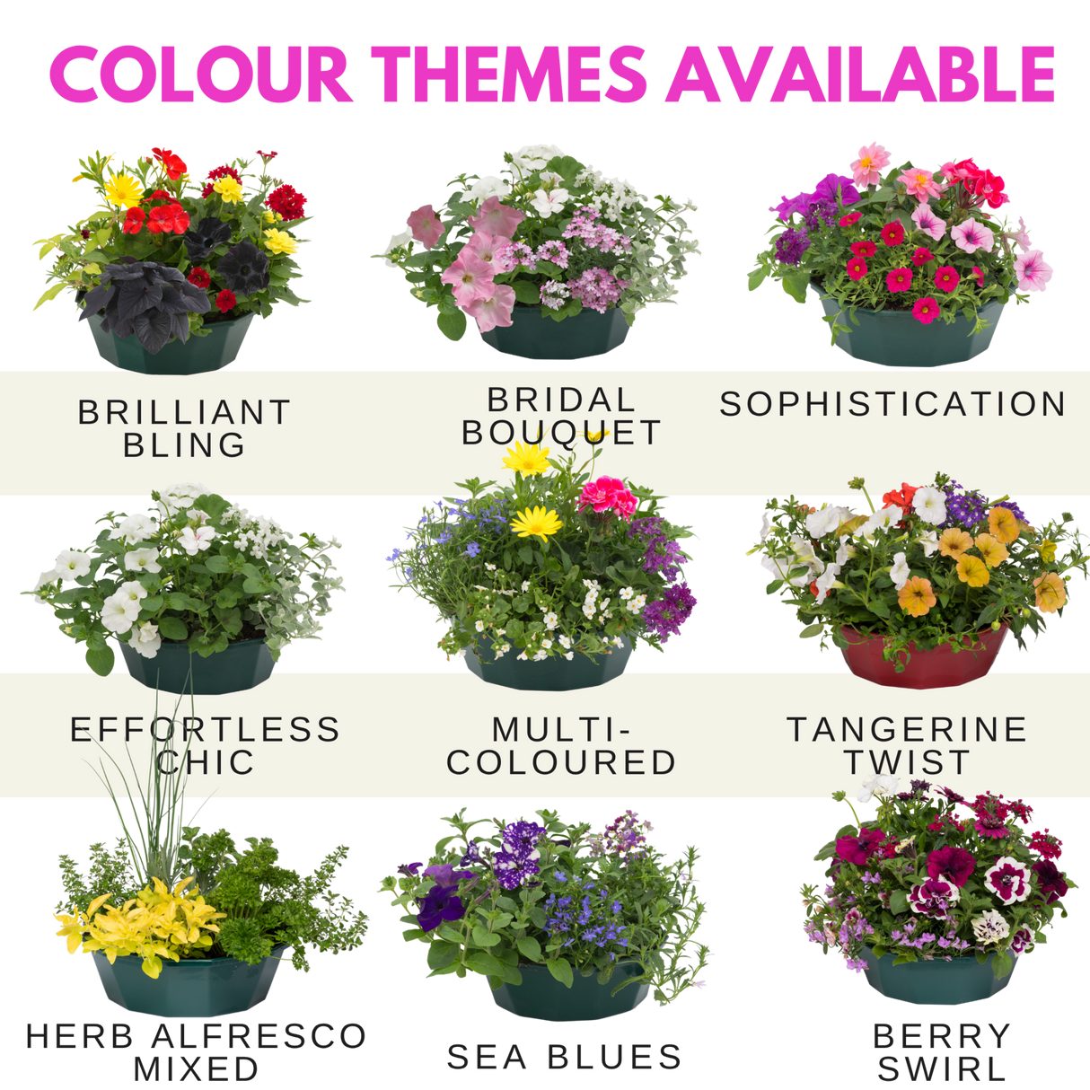 7 Colour Coordinated Plants - Sophistication Theme Speedplanter, Garden Ready - Frankton's