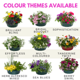 7 Colour Coordinated Plants - Sophistication Theme Speedplanter, Garden Ready - Frankton's