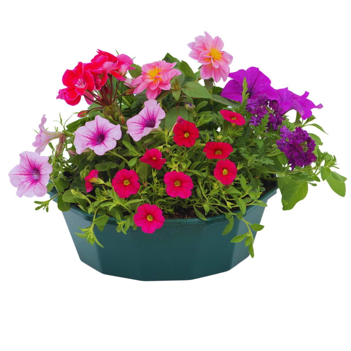7 Colour Coordinated Plants - Sophistication Theme Speedplanter, Garden Ready - Frankton's
