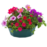 7 Colour Coordinated Plants - Sophistication Theme Speedplanter, Garden Ready - Frankton's