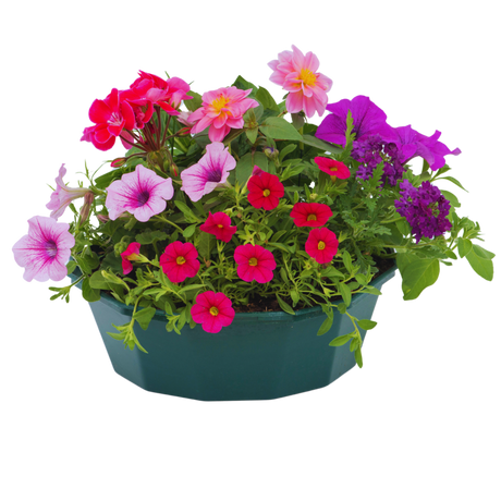 7 Colour Coordinated Plants - Sophistication Theme Speedplanter, Garden Ready - Frankton's
