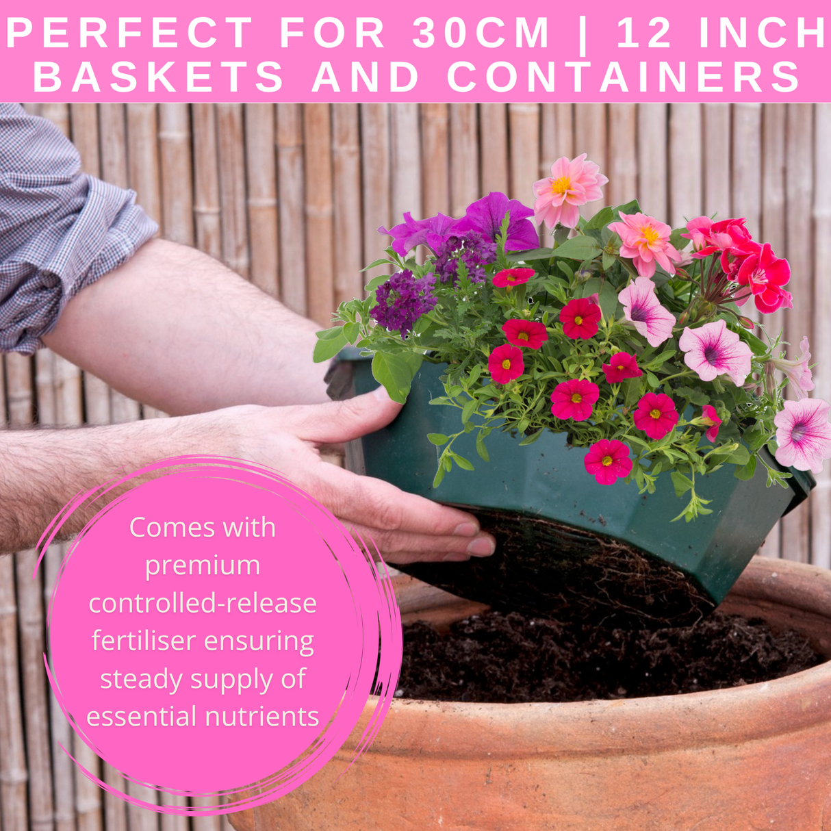 7 Colour Coordinated Plants - Sophistication Theme Speedplanter, Garden Ready - Frankton's