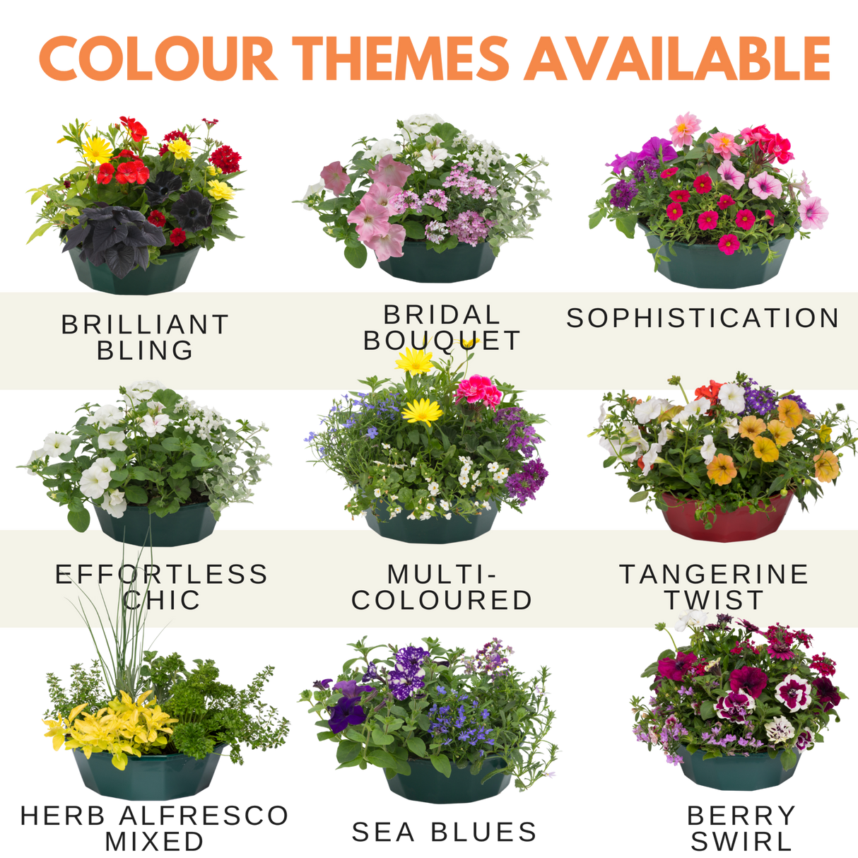 7 Colour Coordinated Plants - Tangerine Twist Theme Speedplanter, Garden Ready - Frankton's