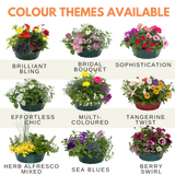 7 Colour Coordinated Plants - Tangerine Twist Theme Speedplanter, Garden Ready - Frankton's