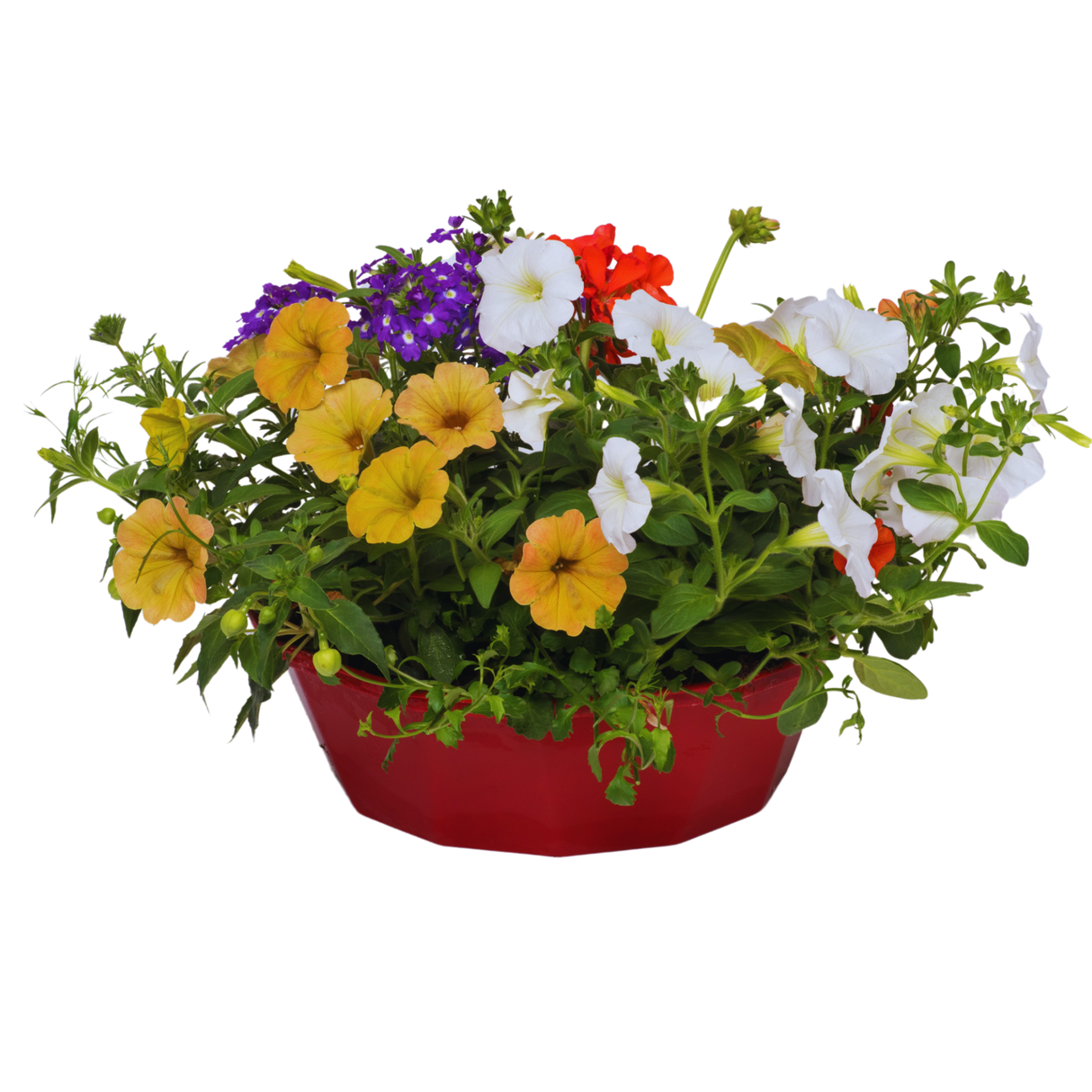 7 Colour Coordinated Plants - Tangerine Twist Theme Speedplanter, Garden Ready - Frankton's