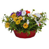 7 Colour Coordinated Plants - Tangerine Twist Theme Speedplanter, Garden Ready - Frankton's