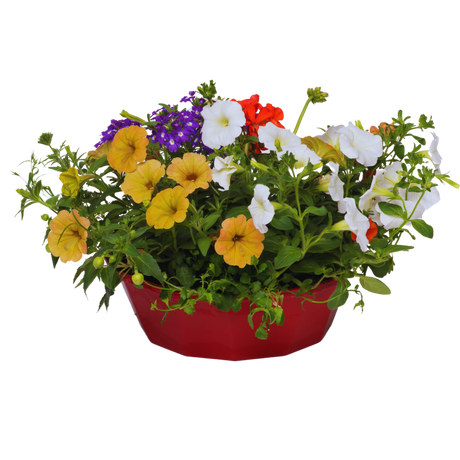 7 Colour Coordinated Plants - Tangerine Twist Theme Speedplanter, Garden Ready - Frankton's