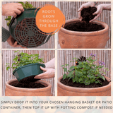 7 Colour Coordinated Plants - Tangerine Twist Theme Speedplanter, Garden Ready - Frankton's