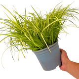 Acorus Ogon - Frankton's