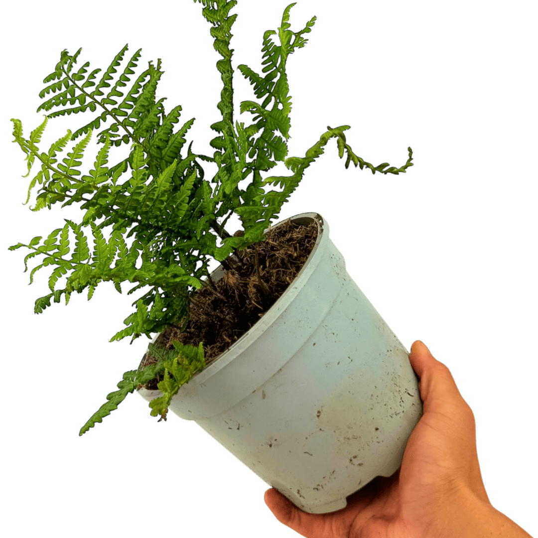 Alpine Wood Fern Dryopteris Wallichiana/Jurassic Gold - Frankton's